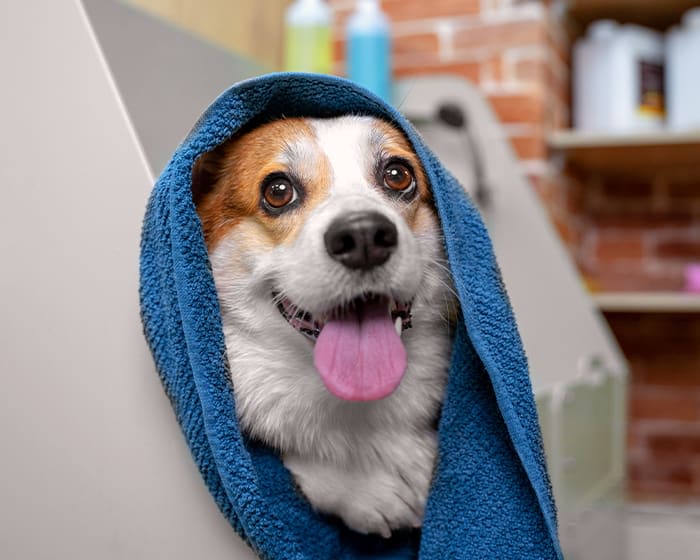 Pet Bathing in Sonora | Cat & Dog Bathing Services