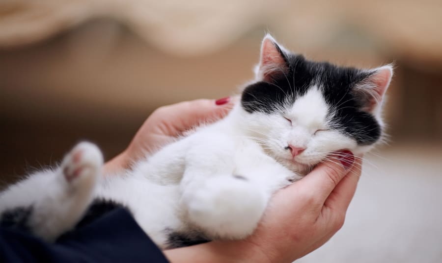 Kitten at Sonora Vet